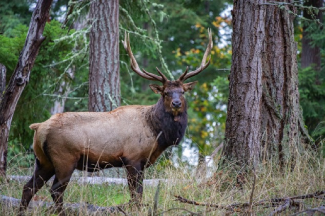 Elk
Northwest Trek Wildlife Park
Eatonville, WA